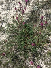 Hedysarum ucrainicum