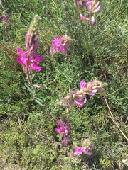 Hedysarum ucrainicum