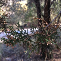 Juniperus deppeana deppeana