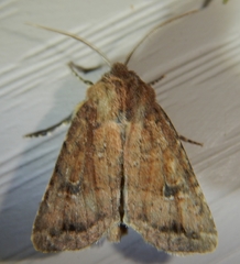 Protorthodes incincta