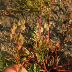 Potentilla bimundorum