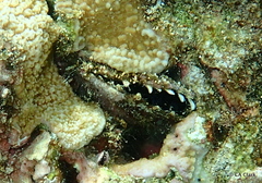 Pinctada margaritifera