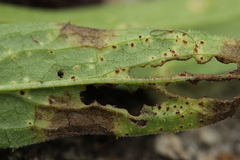 Puccinia jaceae