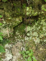 Asplenium tripteropus