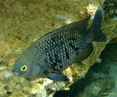 Plectroglyphidodon marginatus