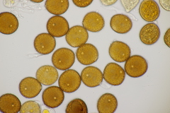 Puccinia jaceae