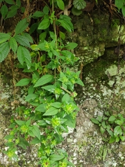 Lysimachia melampyroides