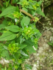 Lysimachia melampyroides
