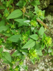 Lysimachia melampyroides