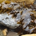 photo of Feather Boa Kelp (Egregia menziesii)