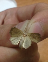 Photedes fluxa