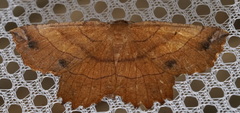 Euchlaena johnsonaria