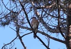 Accipiter rufiventris
