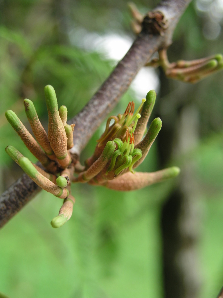 Dendrophthoe