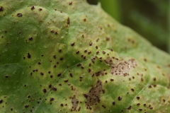 Puccinia taraxaci
