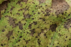 Puccinia taraxaci