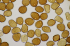 Puccinia taraxaci