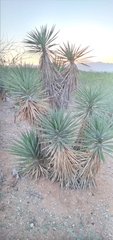 Yucca capensis
