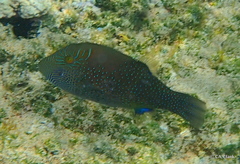 Canthigaster amboinensis