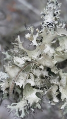 Parmotrema submarginale