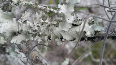 Parmotrema submarginale