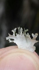 Parmotrema submarginale