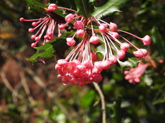 Casearia crassinervis