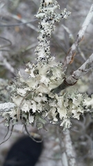 Parmotrema submarginale