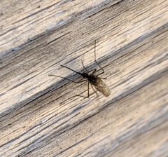 Culiseta incidens