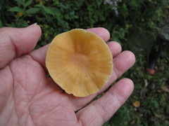 Cuphophyllus pratensis pratensis