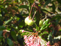 Casearia crassinervis