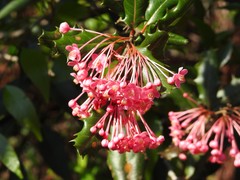 Casearia crassinervis