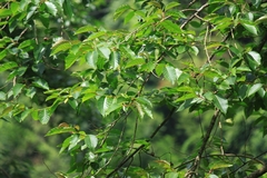 Camptotheca acuminata