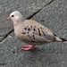 Ecuadorian Ground Dove - Photo (c) Annika Lindqvist, some rights reserved (CC BY), uploaded by Annika Lindqvist