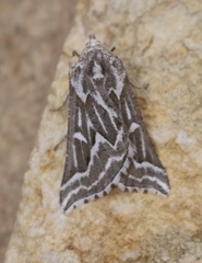 Plataea trilinearia