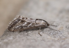 Evergestis vinctalis