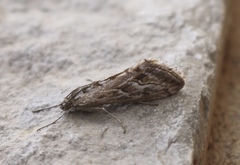 Evergestis vinctalis