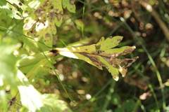 Peronospora verbenae