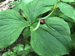 Trillium erectum