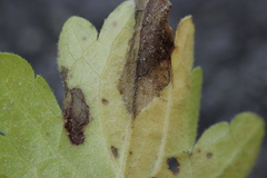 Peronospora verbenae