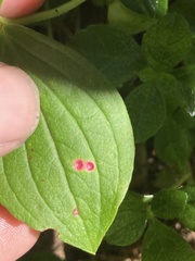 Puccinia porphyrogenita