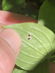 Puccinia porphyrogenita