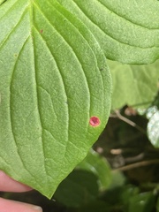 Puccinia porphyrogenita
