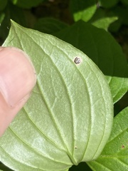 Puccinia porphyrogenita