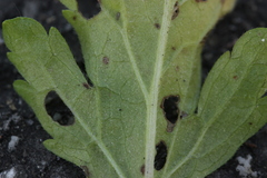 Peronospora verbenae
