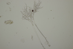 Peronospora verbenae