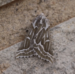 Plataea trilinearia