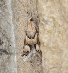 Drasteria pallescens
