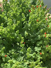 Malvaviscus arboreus