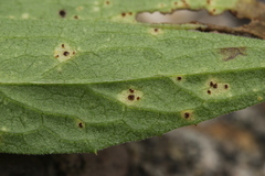Puccinia jaceae